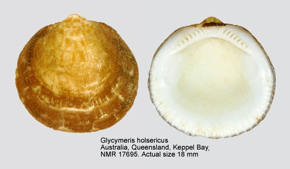Glycymeris holoserica.jpg - Glycymeris holoserica(Reeve,1843)